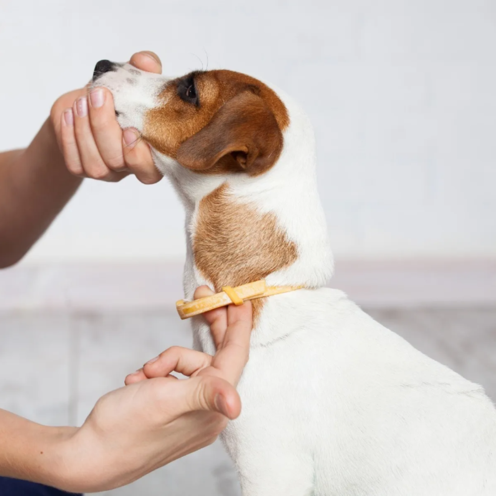 Removedora Plástica De Garrapatas En Mascotas, Beaphar