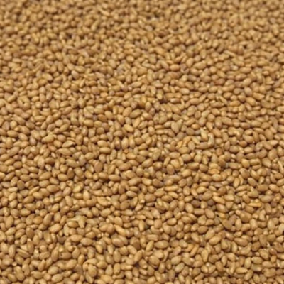 KIKI Foniopaddy Cubeta 3kg. Kiki-pro Para Aves De Ornato