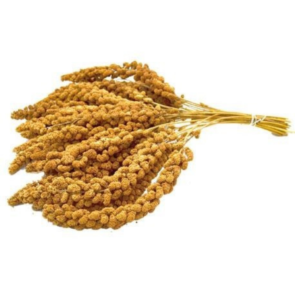 KIKI Panizo (spray Millet) Importado 1kg Ramas XL