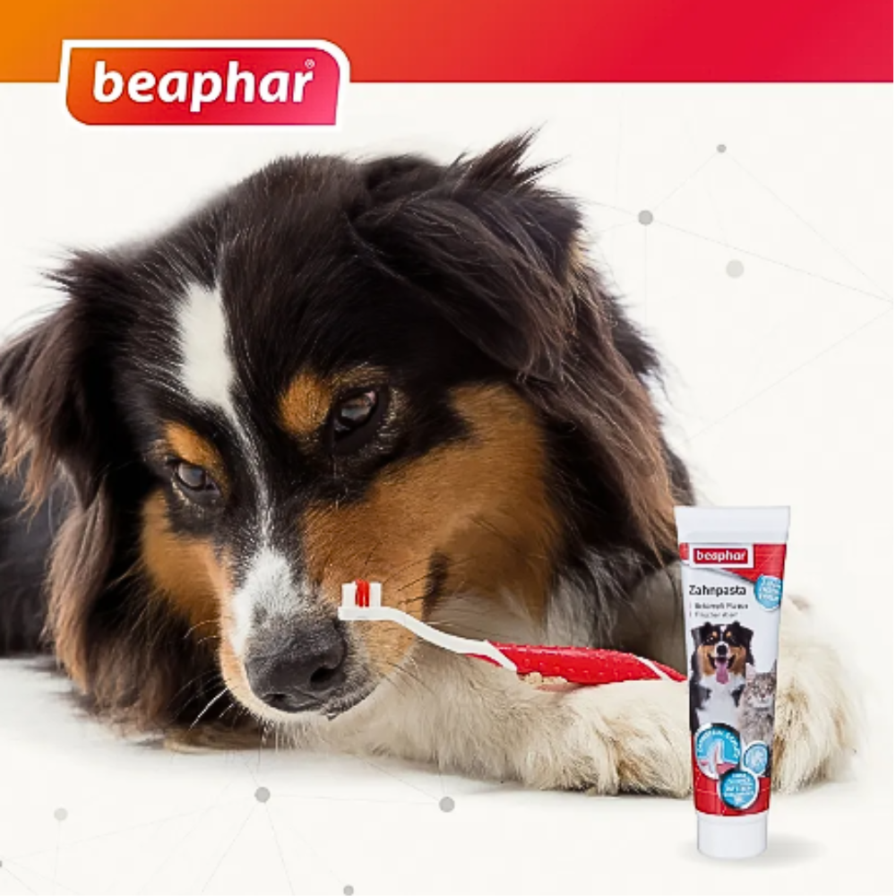 Pasta Dental Y Cepillo Perro Cachorro Beaphar Sabor Carne