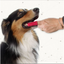 Cepillo De Dientes Tipo Dedal Silicón Para Perro O Mascota Sin Sabor